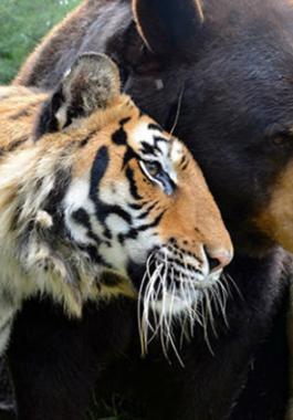 56e0475cc46188ad048b45ad