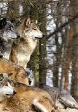 تجدد الدعوات في باريس لإلغاء الحماية القانونية للذئاب