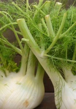 Fennel-1-980x498