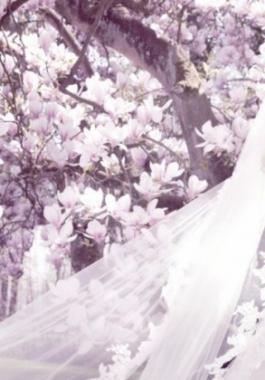Beautiful-Bride-Woman-Wallpaper-High-Res-Photos--980x498