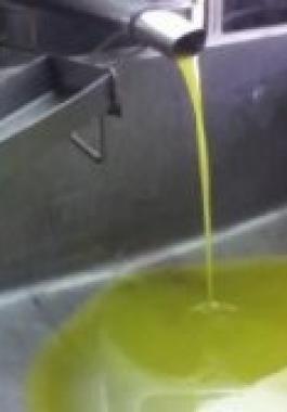 مهرجان الزيت