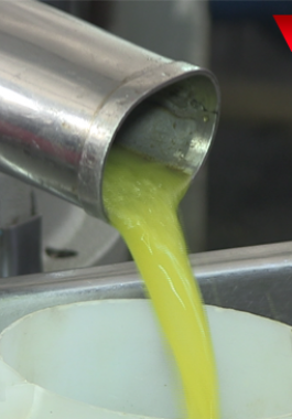 بالفيديو: موسم زيتون ضعيف وإنتاجية قليلة من الزيت مقارنةً بالأعوام السابقة