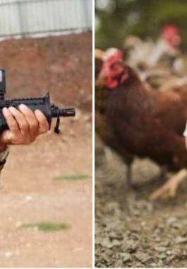الجيش الاسرائيلي يستخدم الدجاج والديوك في تدريباته العسكرية