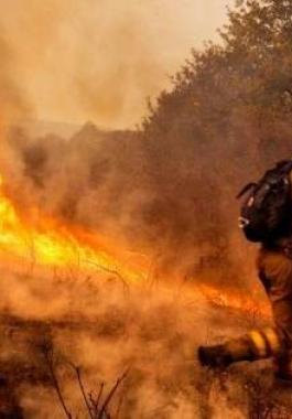 ما هي حصيلة حرائق الغابات بولاية كاليفورنيا؟!