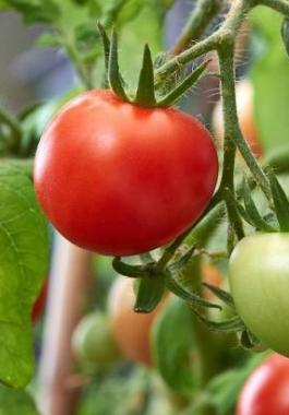 Ripe-and-green-tomatoes-on-vine_397180_large.jpg