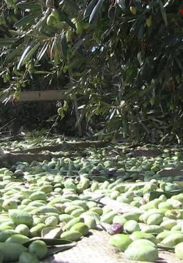 بالفيديو: موسم 