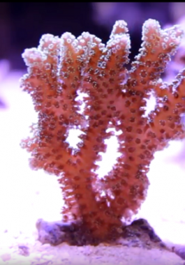 5b6198ffd43750fa2a8b458b.png