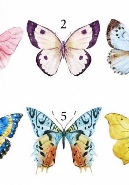 butterflies-slide-jpg-16460264916082147