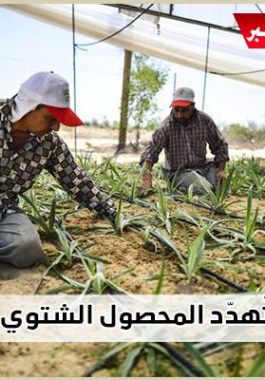 مخاطر تهدد المحصول الشتوي بغزة
