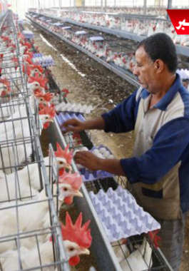 أسعار الدواجن