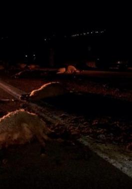 12033766_545083822309288_1999573246_n