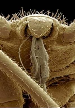 steve-gschmeissner20-1-jpg-42677667278729421