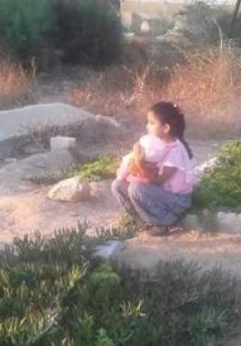 سجي