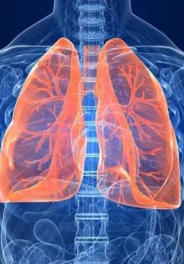 lungs-diagram-120926-jpg-78211957402288144.jpg