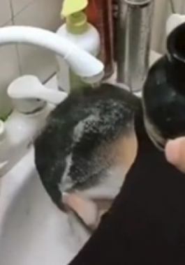 بالفيديو : وضعت مادة سوداء على رأسه .. وهذا ما حدث عندما نظر في المرآة!