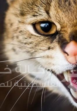 قطط متوحشة 