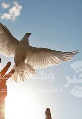 حمامة