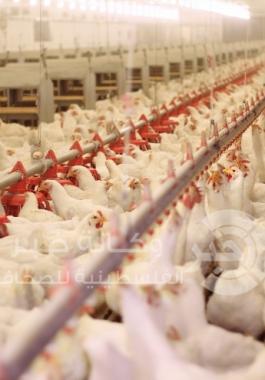 chicken-farm-poultry