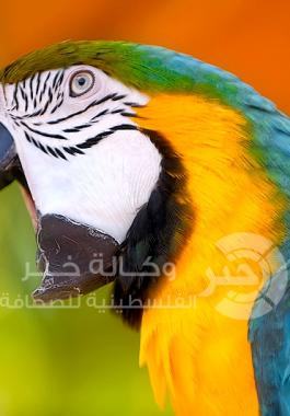 ببغاء
