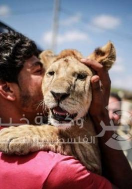 نقل أسد ولبؤة من غزة إلى محمية طبيعية بأفريقيا