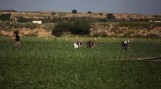 أراضي حكومية في شمال غزة