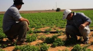 الزراعة بغزة
