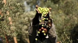 زراعة غزّة تُعلن موعد بدء قطف الزيتون وتشغيل المعاصر للعام 2022