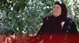 الانتهاكات الإسرائيلية تُلاحق المزارعين الفلسطينيين بغزّة في قوت يومهم
