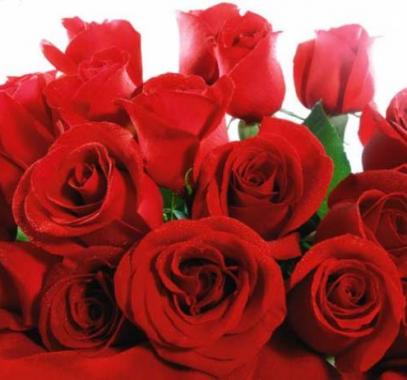 red-valentines-roses-jpg-17559426819647162