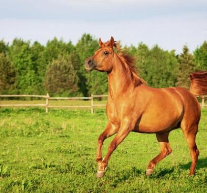 بالفيديو: الخيول العربية الأصيلة في السويد