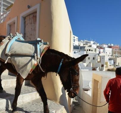 اليونان: انتقادات لمعاملة الحمير بقسوة في جزيرة سياحية