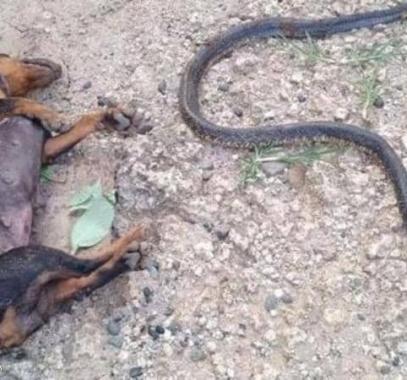 بالفيديو: كلب يضحي بحياته وآخر ببصره لإنقاذ طفلة من أفعى خطيرة