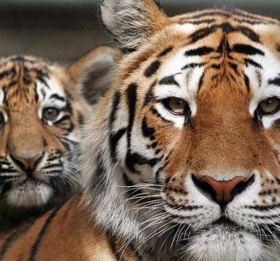 إيطاليا: 4 نمور تفتك بمروضها حتى الموت و