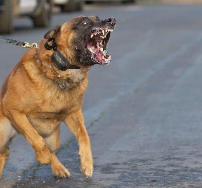 شاهدوا: اشخاص يضربون طفل قدام كلب شرس .. فما حدث اغرب من الخيال