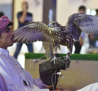 شاهدوا: أرقام قياسية لمعرض الصقور والصيد السعودي بعدد الزوار