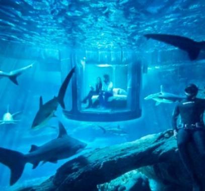 بالفيديو والصور : استمتع بقضاء ليلة مع أسماك القرش