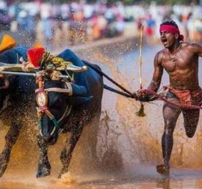 بالفيديو: سباق 