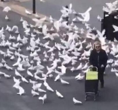 بالفيديو: الحمام والسيدة 