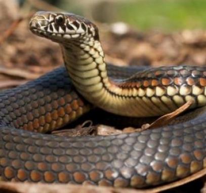 شاهد: فيديو مثير لإنقاذ 