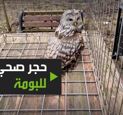 بالفيديو: بومة تحت الحجر الصحي