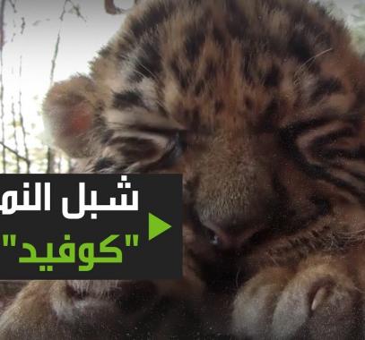 بالفيديو: تعرفوا على 