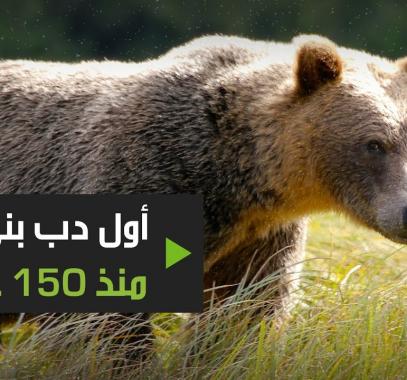 بالفيديو: أول دب بني شوهد في إسبانيا منذ 150 عاما