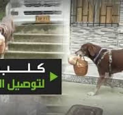 شاهدوا: كلب 