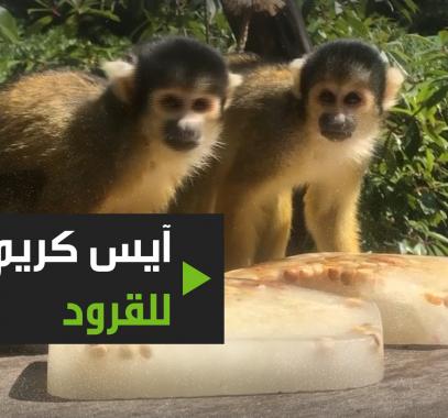 شاهدوا: آيس كريم للقرود