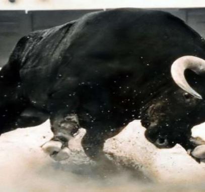 بالفيديو: ثور يطارد رجال 