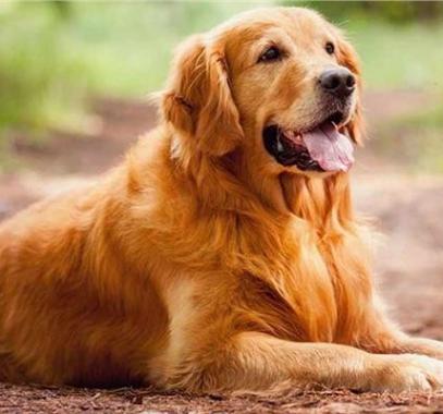 قصة وفاء أسطوري جديدة