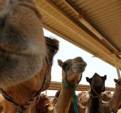 شاهدوا: السعودية تفتتح أكبر مستشفى 