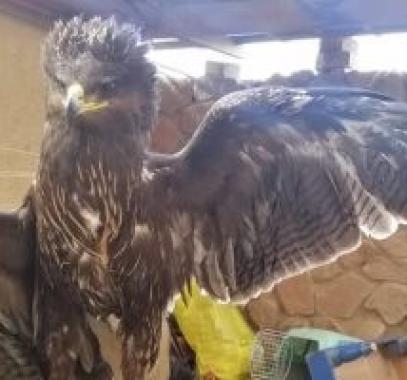 انقاذ طائر عقاب