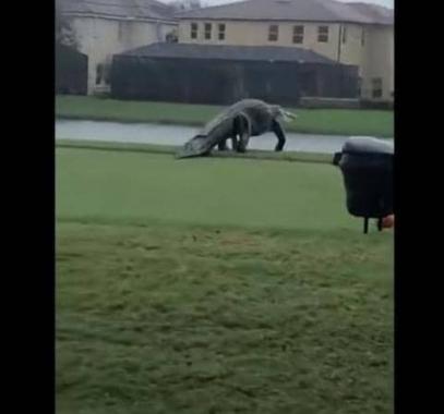 بالفيديو: تمساح عملاق يقتحم ملعبا للغولف