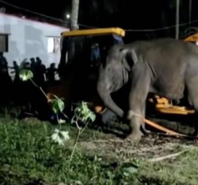 بالفيديو: إنقاذ فيل سقط في 